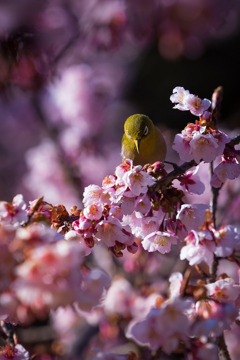 春のメジロ