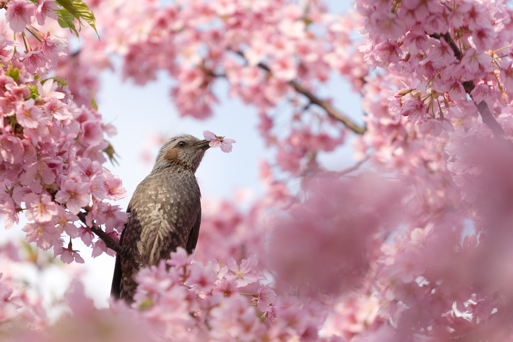 春の訪れ