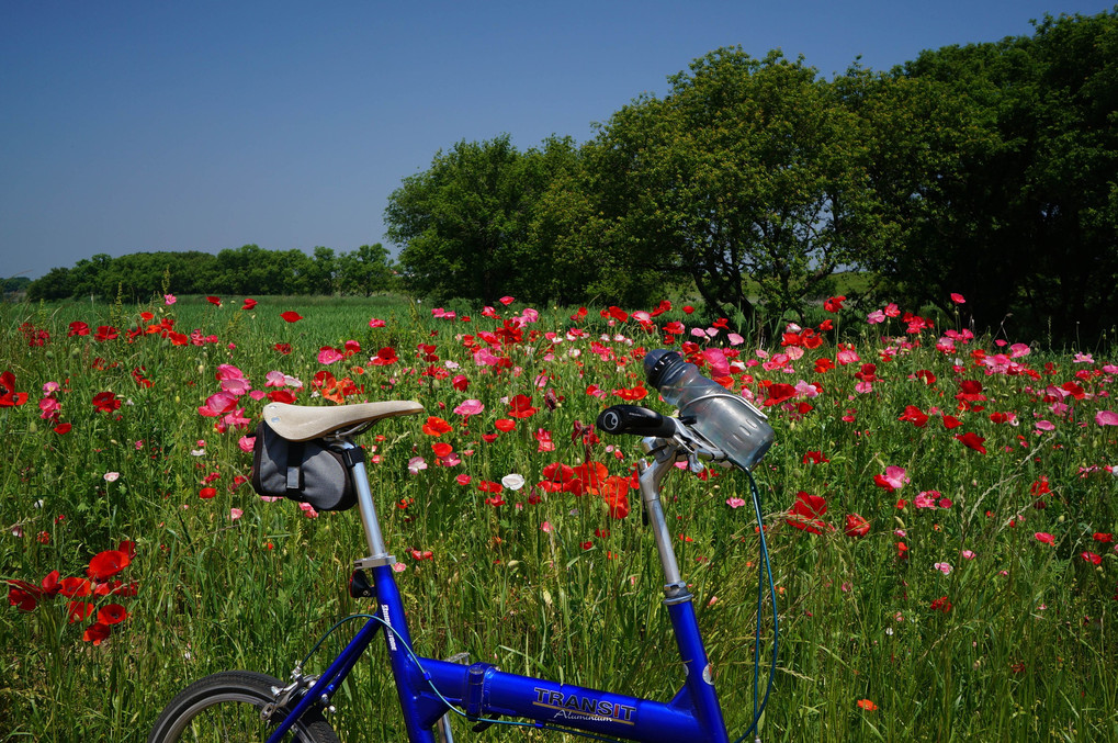 ５月の小貝川自転車散歩～フラワーカナル