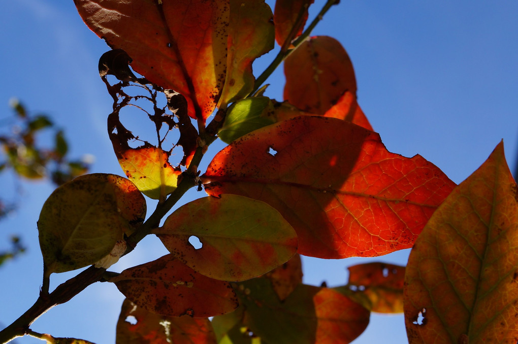 虫食いブルーベリー最後の輝き 銀輪さん Acafe Aの写真投稿サイト ソニー 虫食いブルーベリー最後の輝き 銀輪さん Acafe Aの写真投稿サイト ソニー