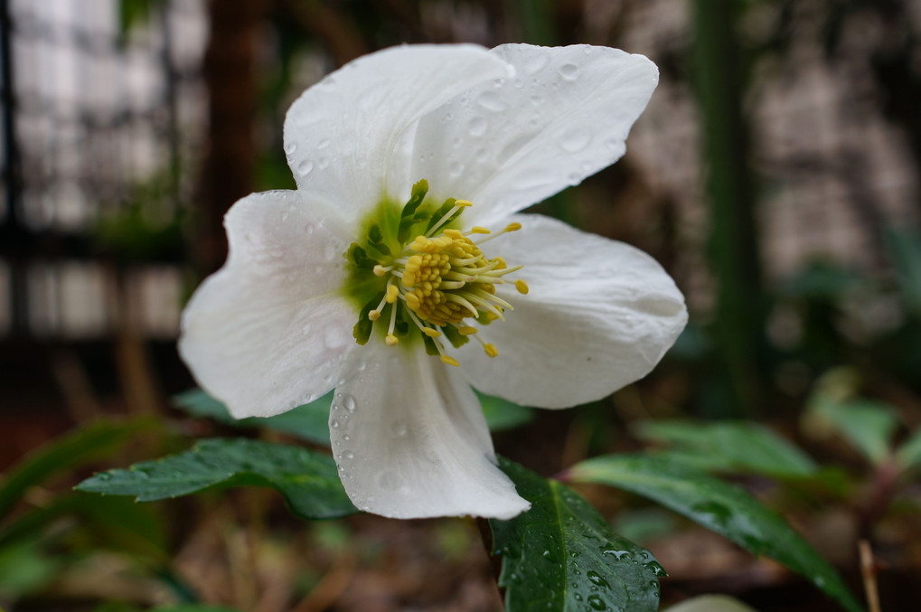 「世界でひとつだけの花」たち