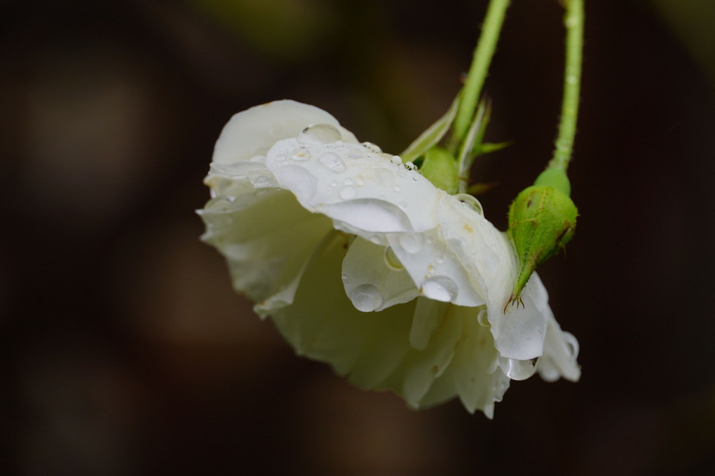 秋雨に打たれて