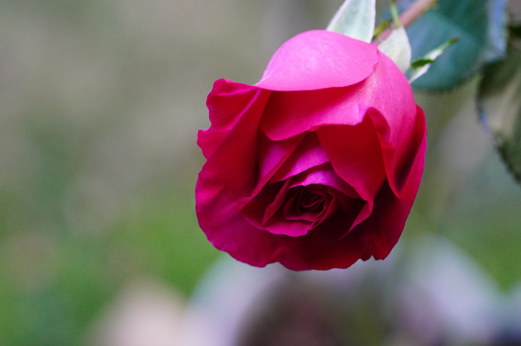 庭の赤バラ
