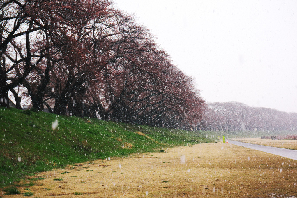 卯月の桜花に雪が降る