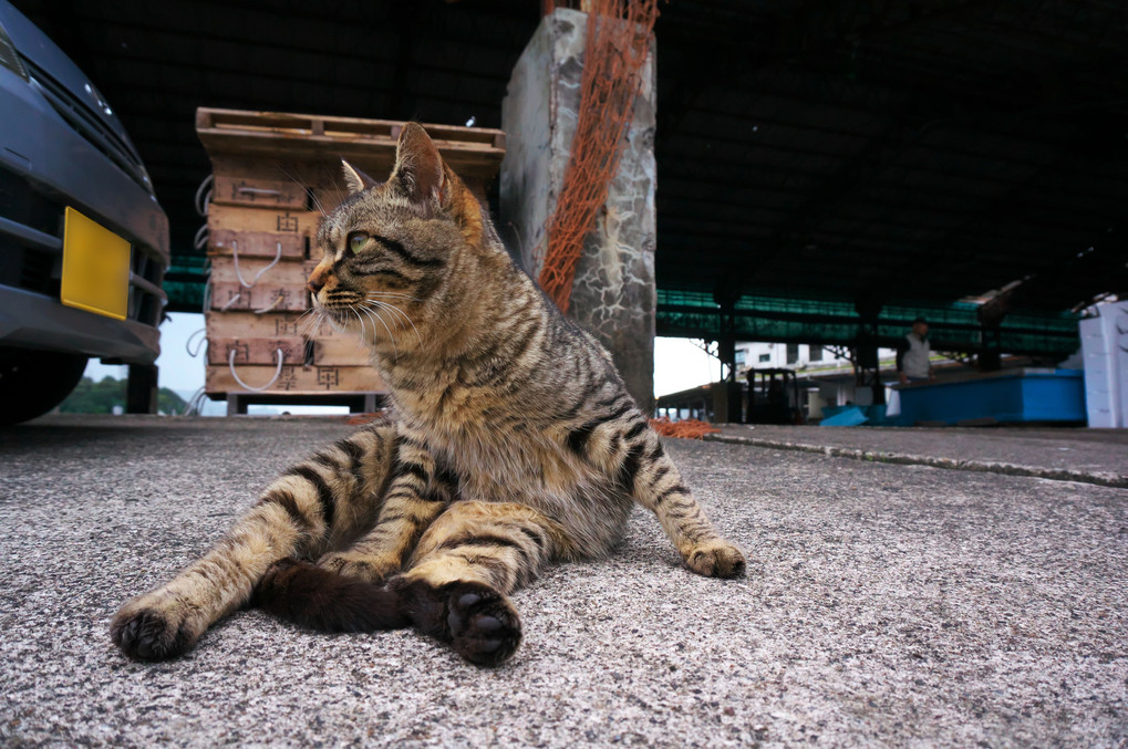 尾鷲漁港の猫