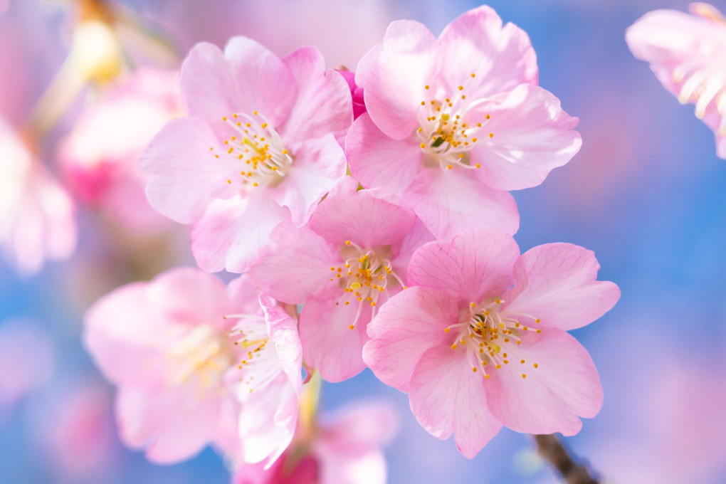 河津桜が咲いた、ワクワクワク