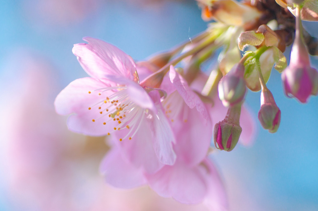 河津桜が咲いた、ワクワクワク