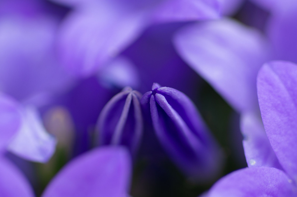 Purple Bells