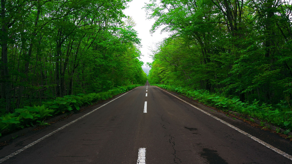 道路脇の新緑