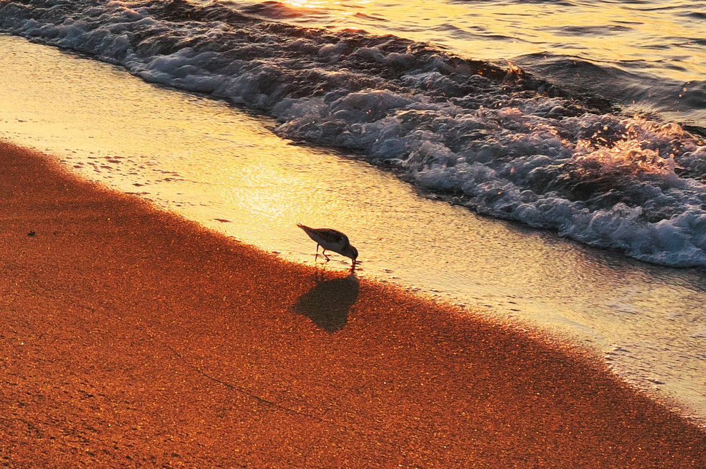 日暮れの浜辺に千鳥が一羽