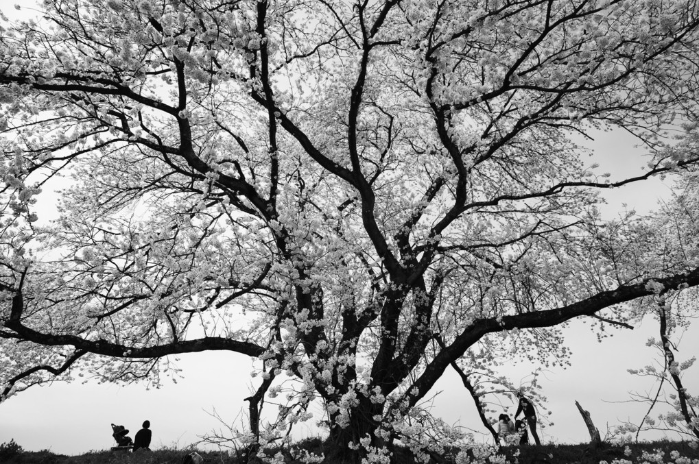 大きな桜の木の下で
