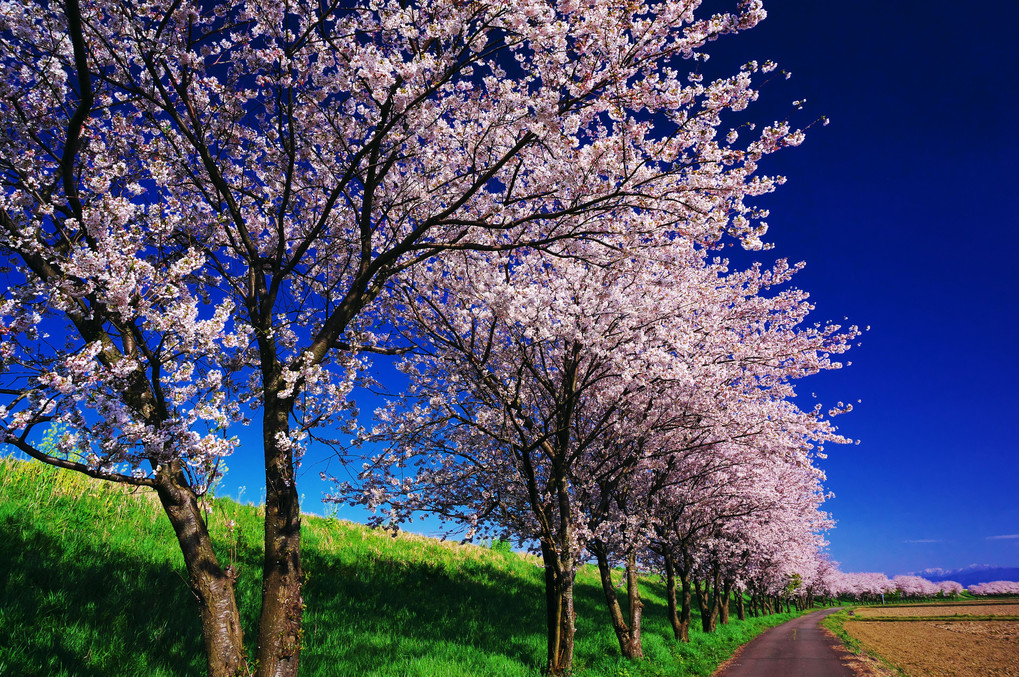 桜花と青空