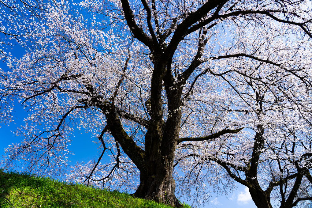 老桜満開