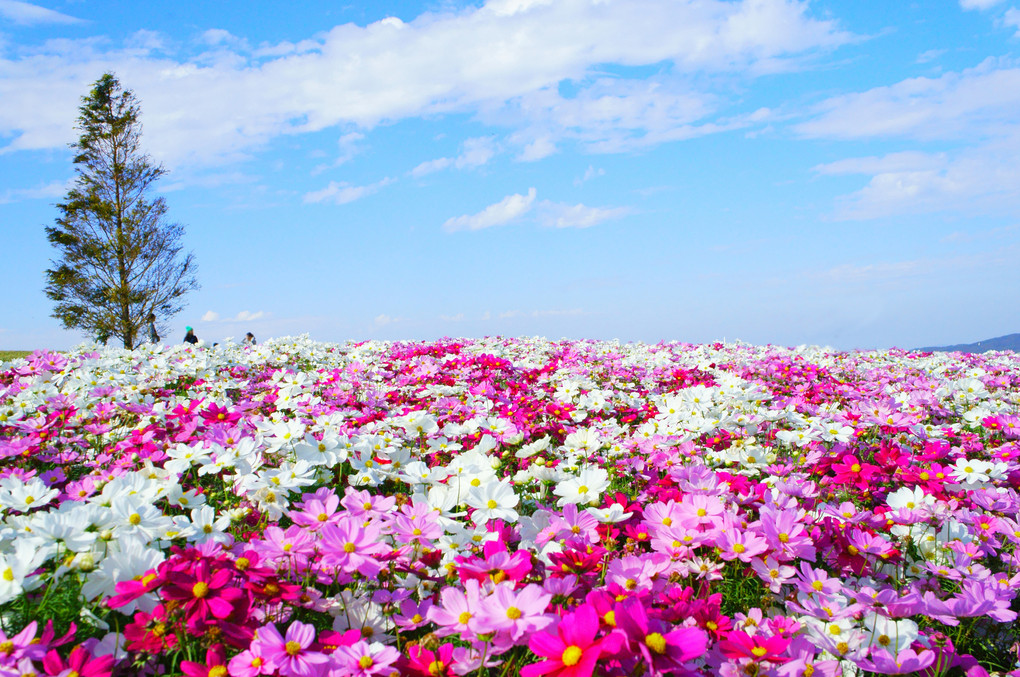 秋の空と秋の花