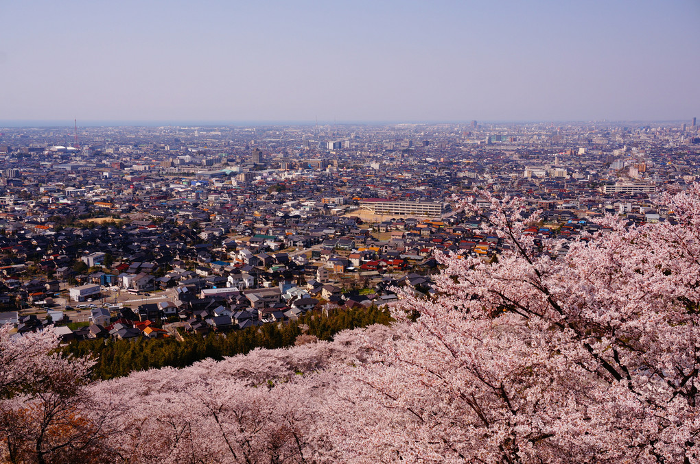桜の山の見晴台