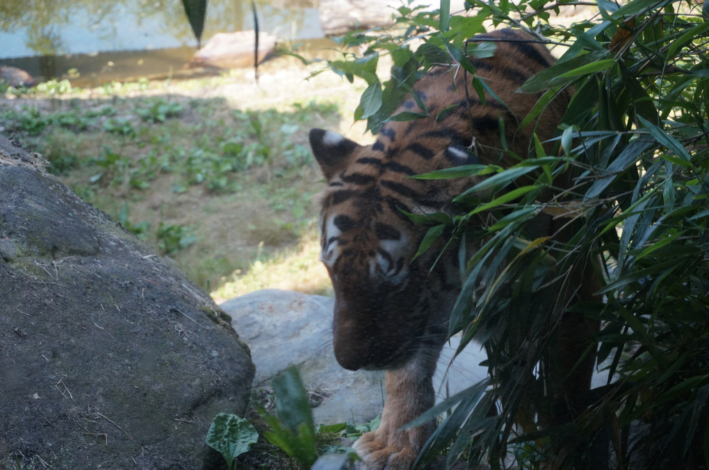 動物園♪