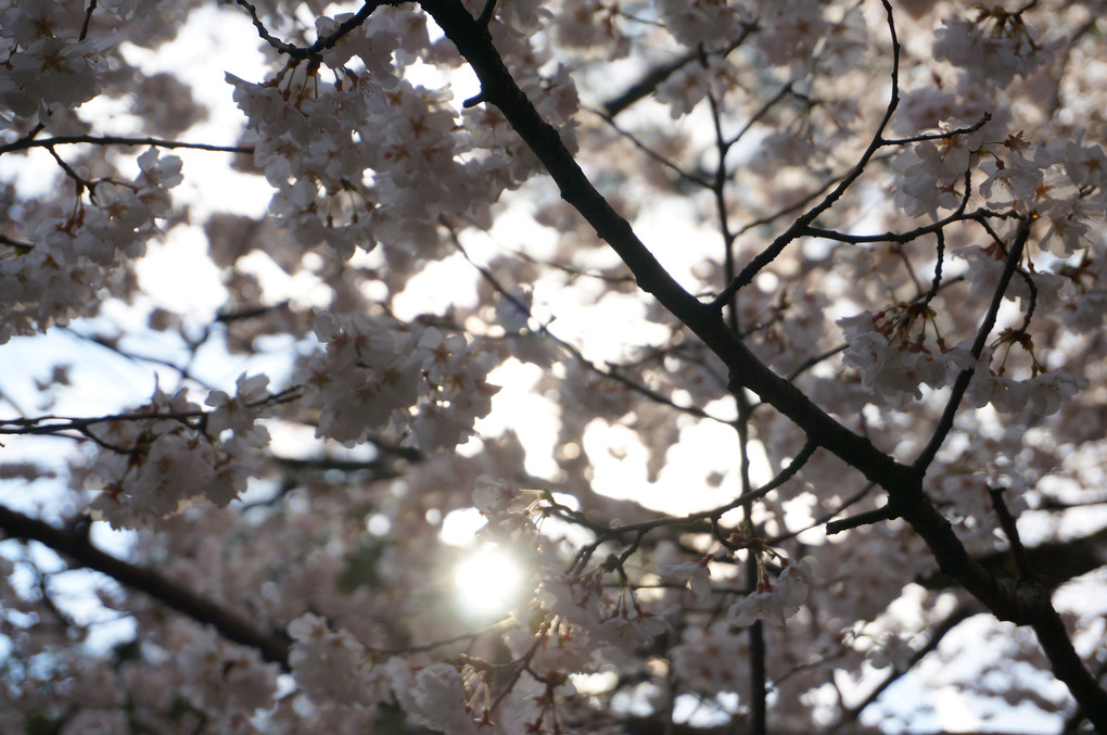 桜の兼六園