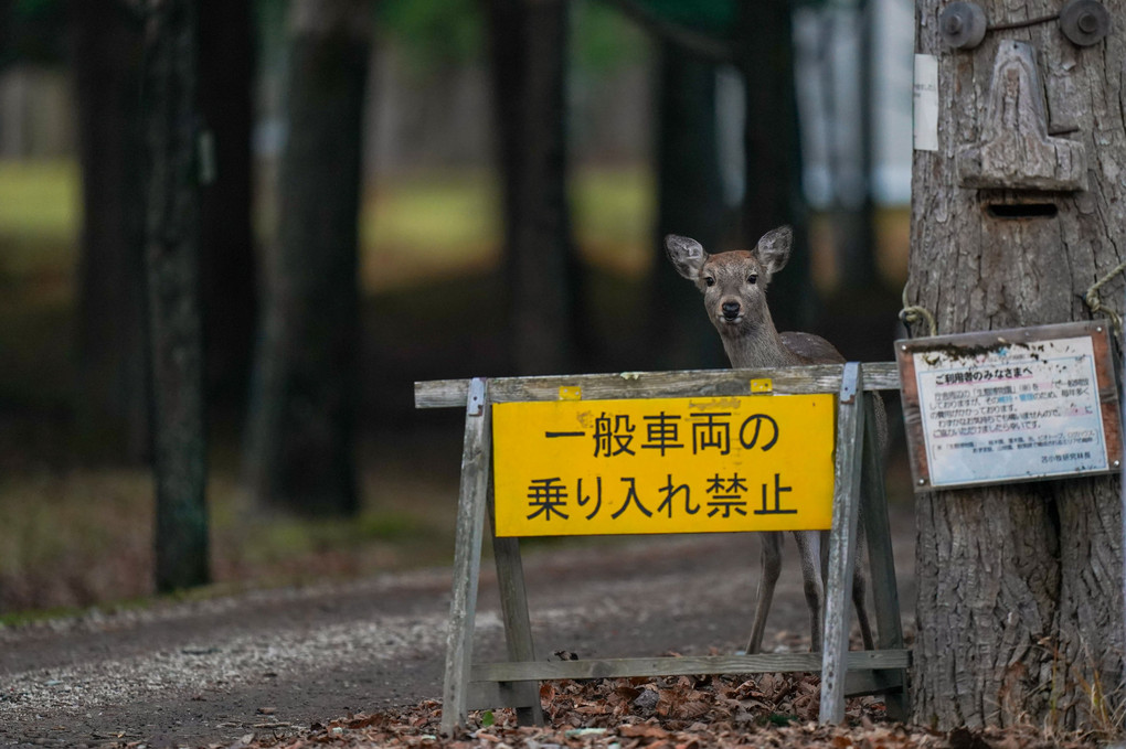 フォトコン御礼申し上げます。