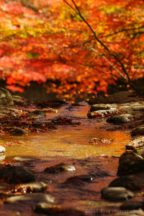 せやっ！秋の京都に行こう ③ 亀岡市紅葉めぐり編