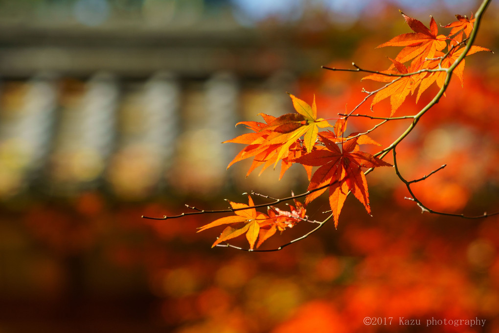 せやっ！秋の京都に行こう ③ 亀岡市紅葉めぐり編