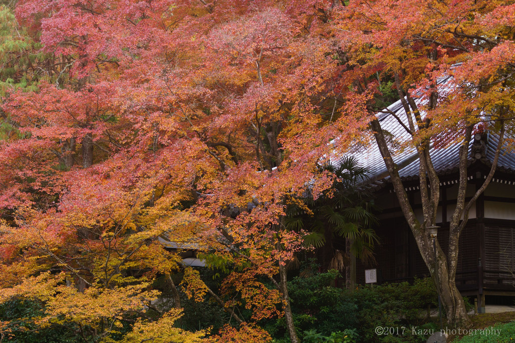 秋の久安寺を訪れて