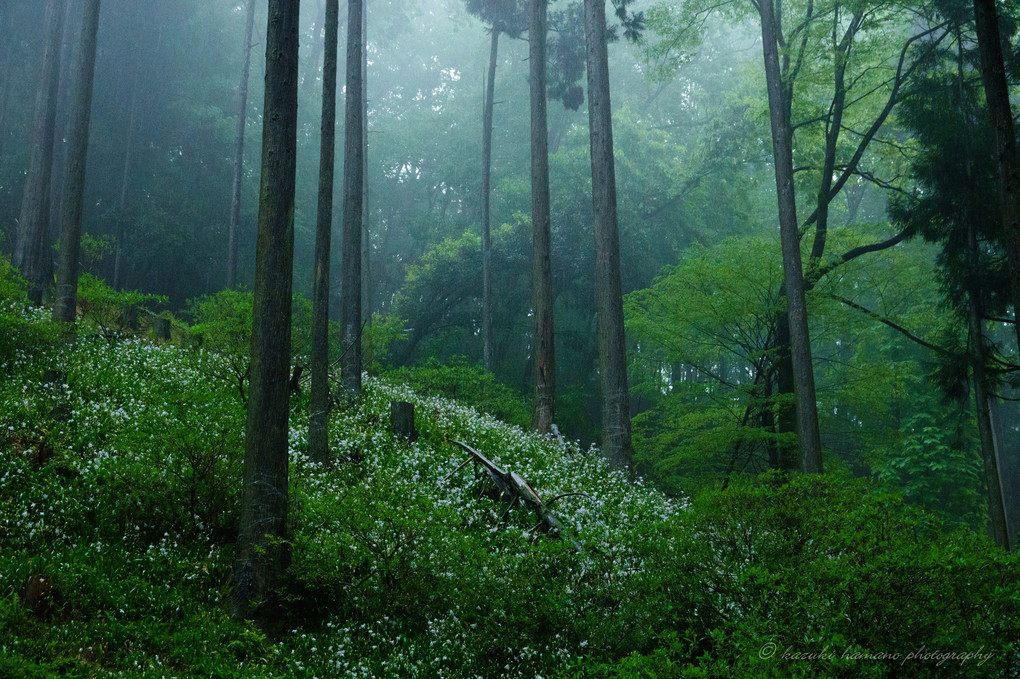 幻想の森