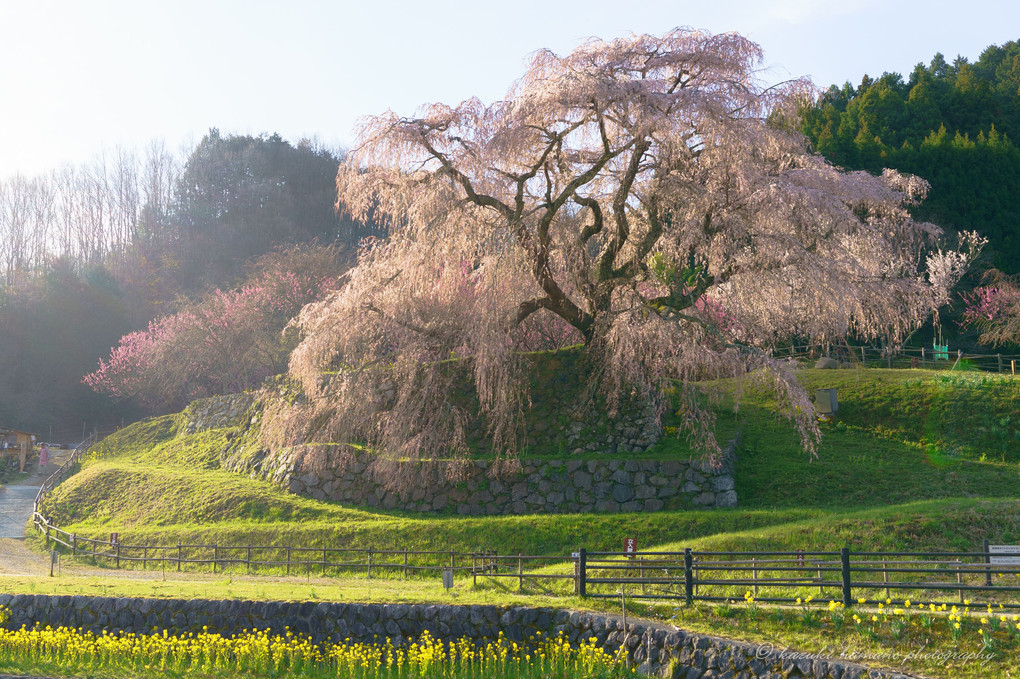 本郷の滝桜