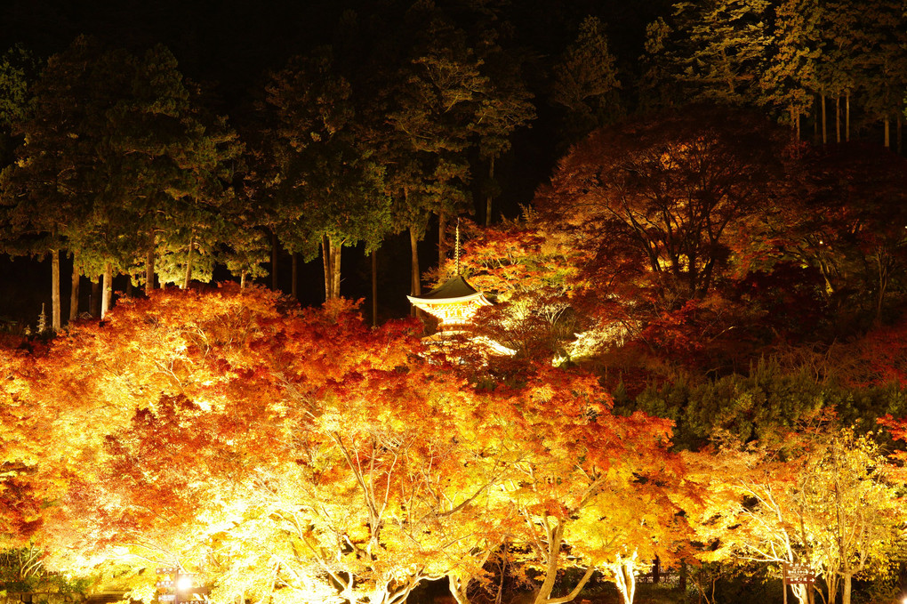 autumn colours　勝尾寺