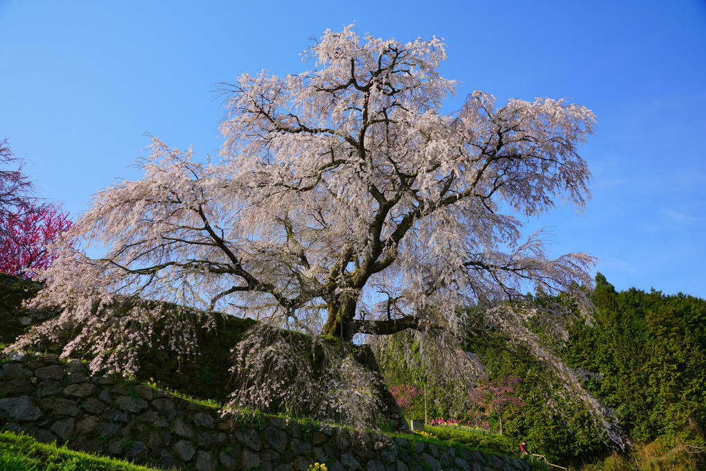 宇陀の桜景