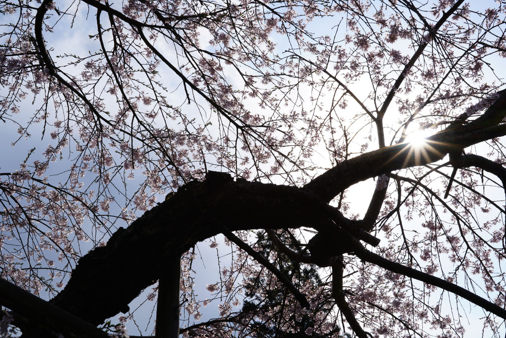 宇陀の桜景