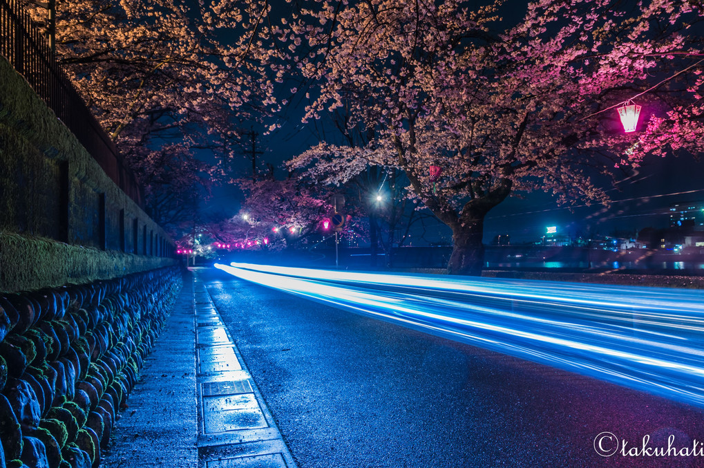 Night Cherry Blossoms