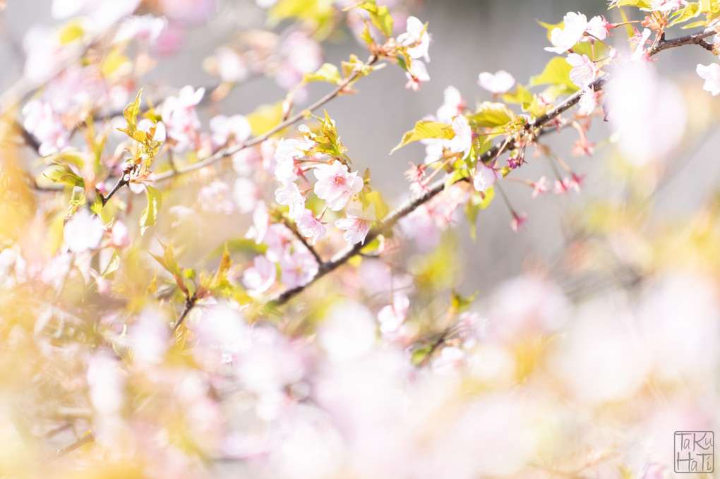 Spring Scent ～春の香り～