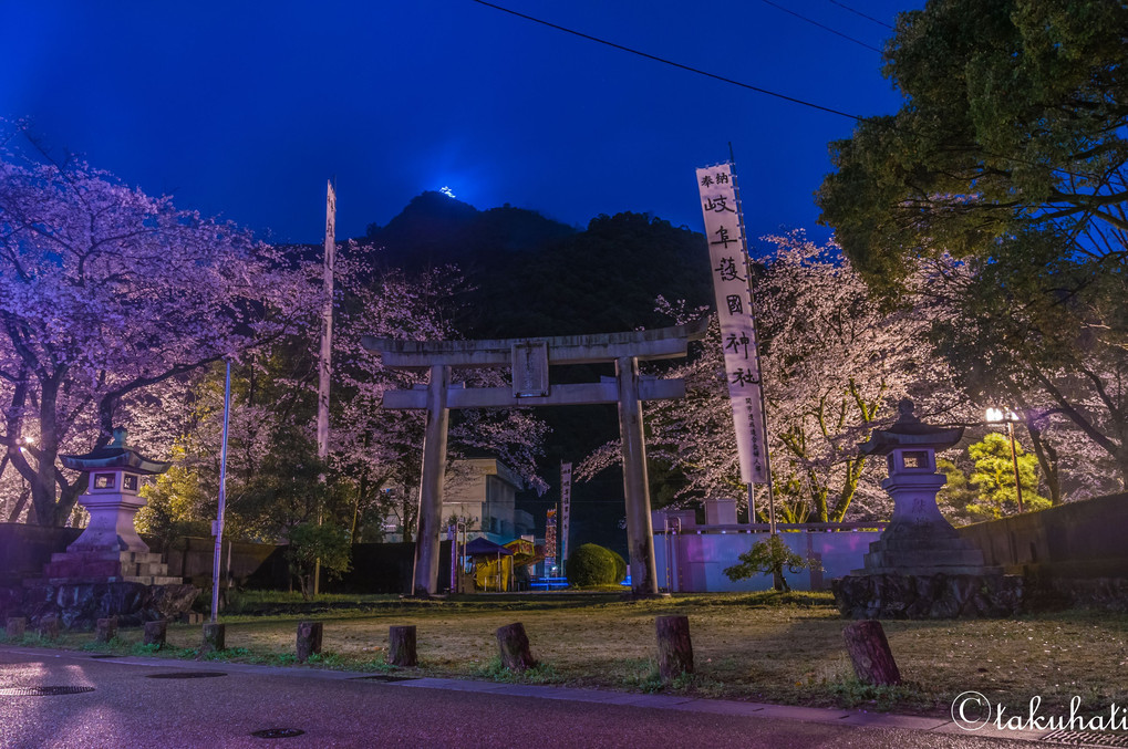 Night Castle ＆ Cherry Blossoms !!