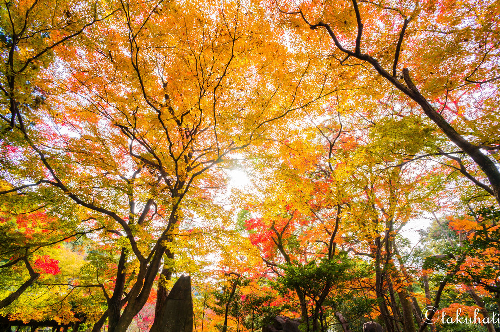  Autumn Leaves in Gifu Park !! ～その１～