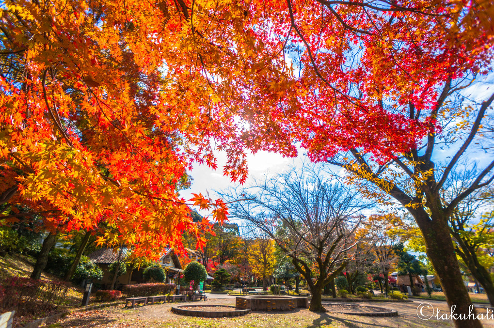  Autumn Leaves in Gifu Park !! ～その１～