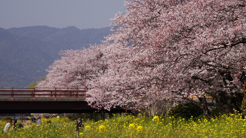 桜日和