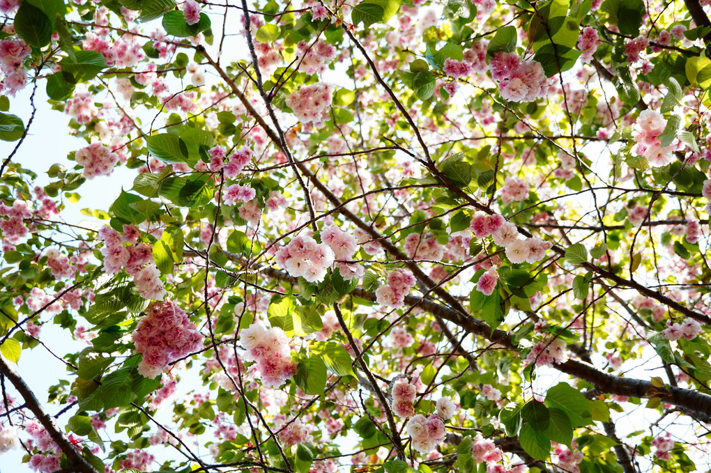 雨上がりの朝　八重桜