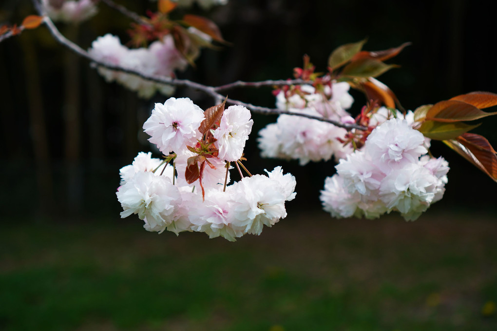 薄桜色の八重桜