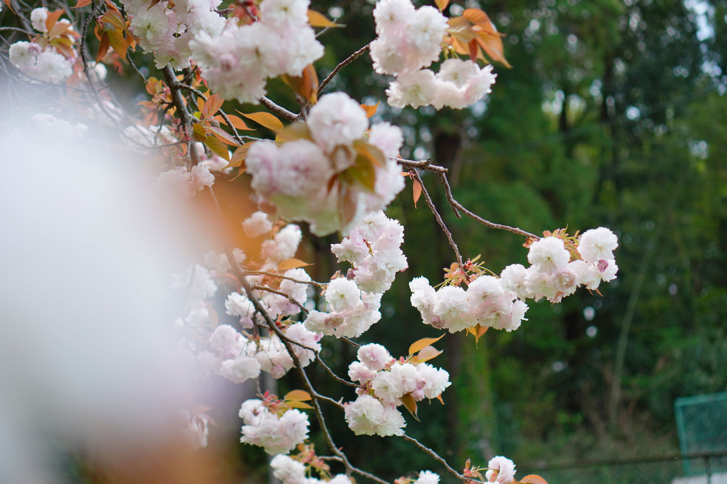 薄桜色の八重桜