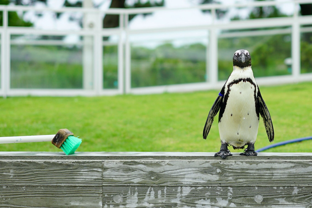 ペンギンってかわいいな