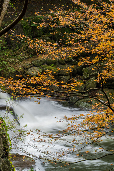 秋色渓流