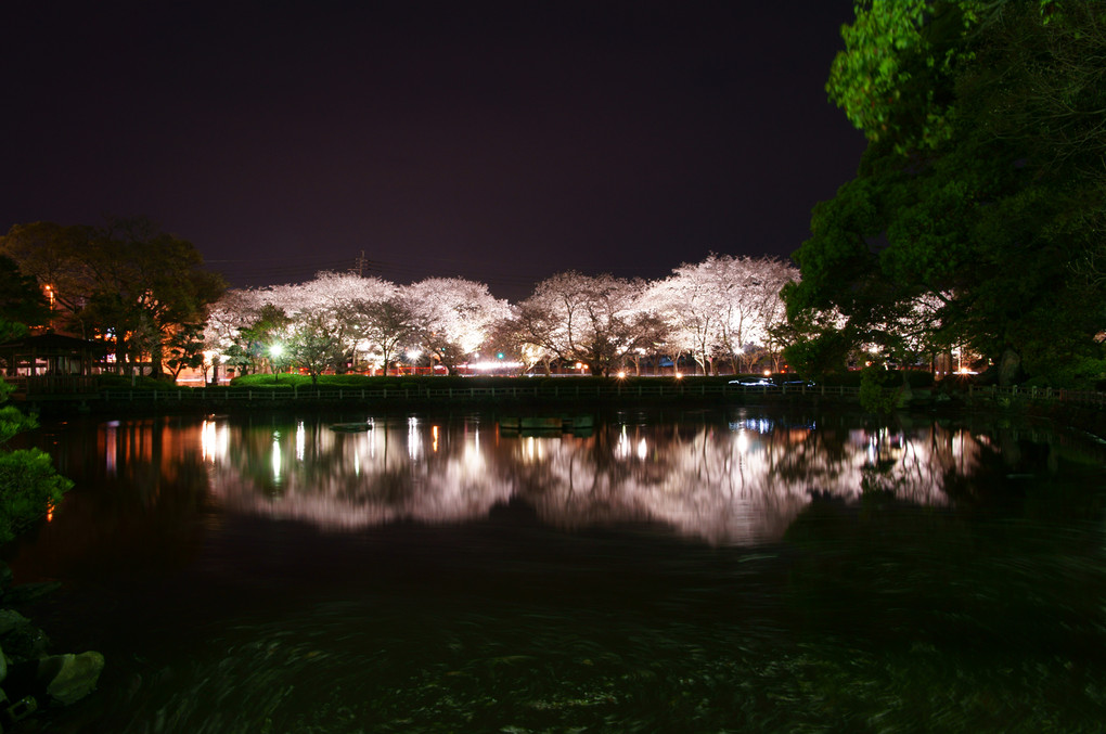 対岸の夜桜