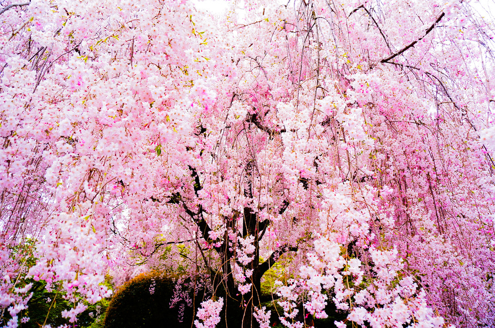 桜　～ピンク色のカーテン~