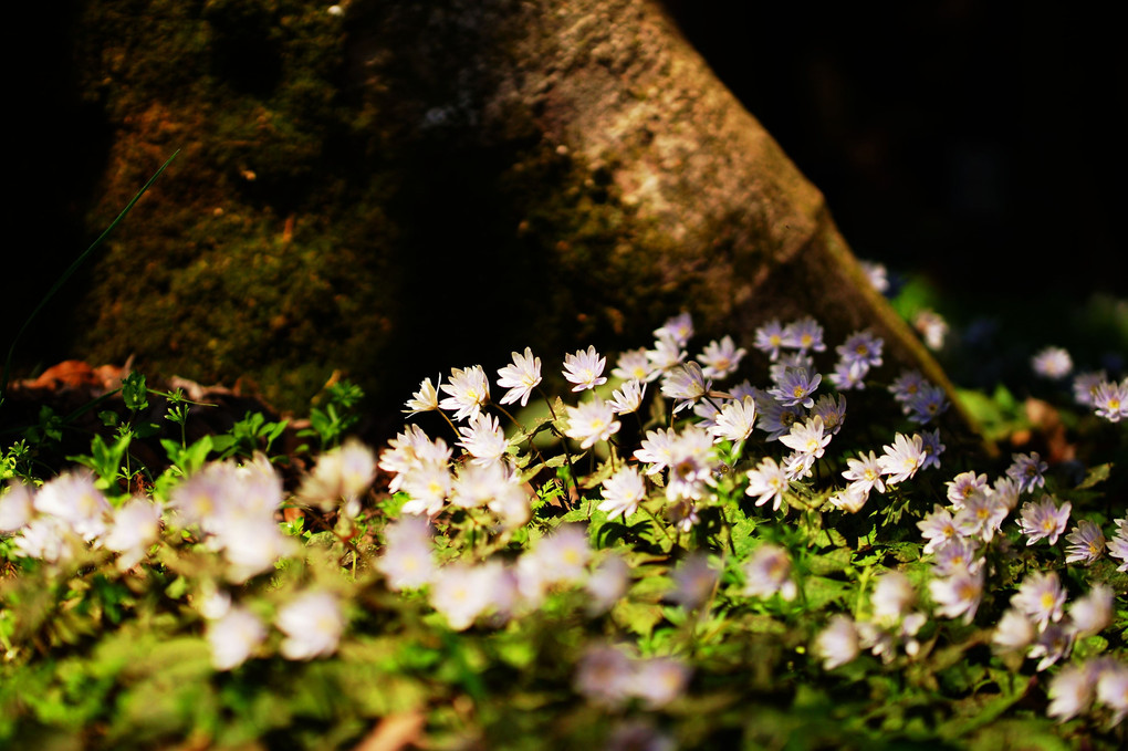 春を告げる花(ユキワリイチゲ)