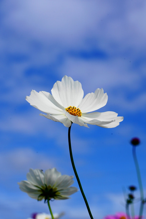 秋空と秋桜と・・・