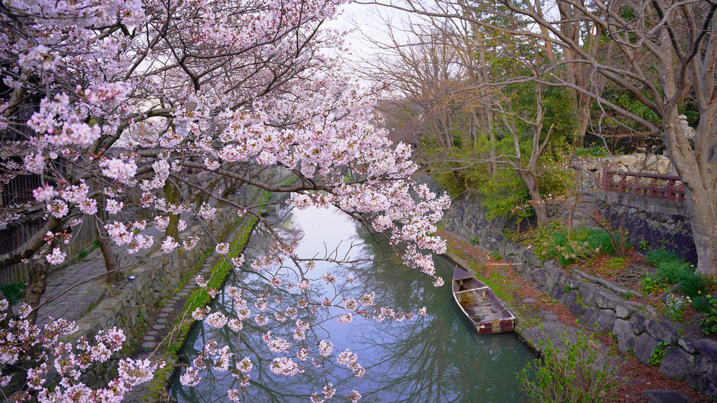 八幡掘の桜