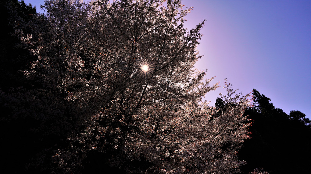 山の中の一本桜