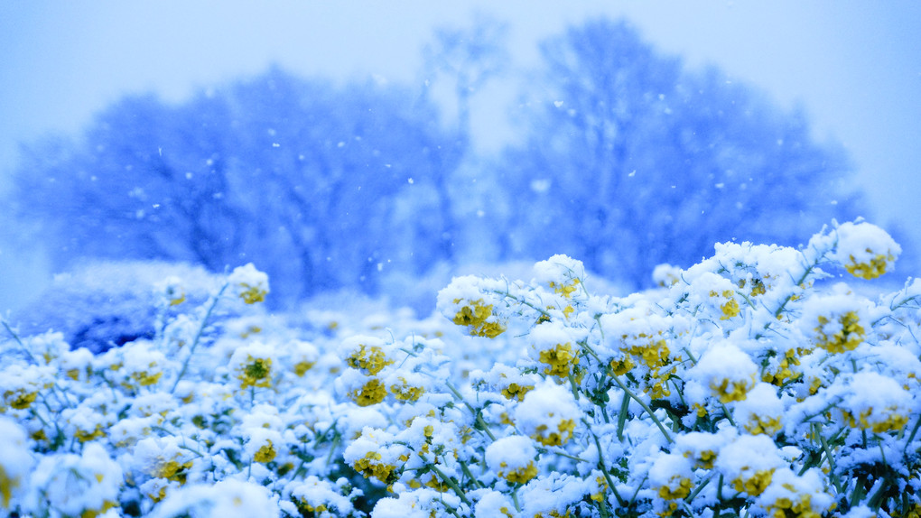 snow＆flower