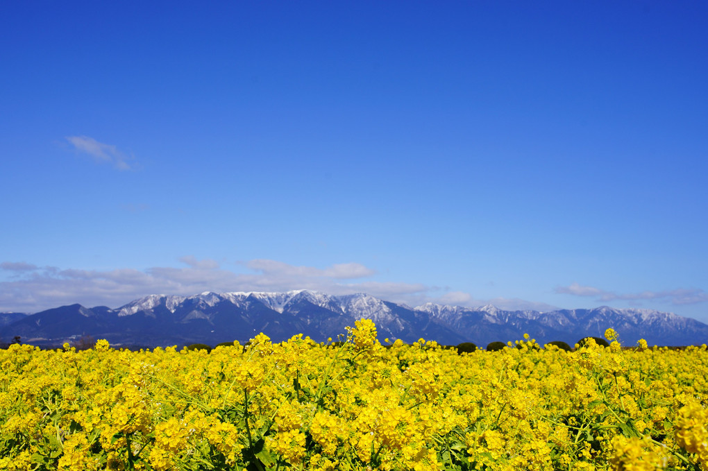 青空と雪山と春！