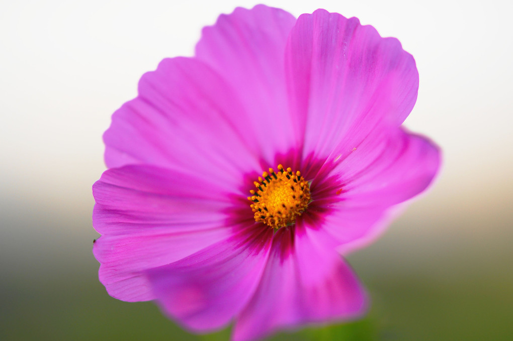 秋・色・桜